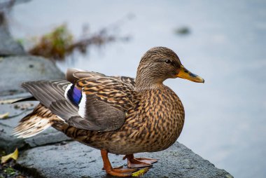 Lancashire 'daki Ribble Vadisi Downham' da dişi Mallard Duck olağanüstü doğal güzelliklere sahip bir bölgedir.