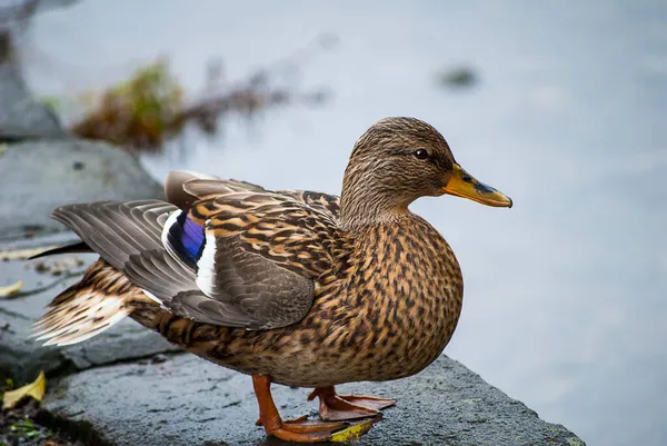 Lancashire Daki Ribble Vadisi Downham Dişi Mallard Duck Olağanüstü Doğal — Stok fotoğraf