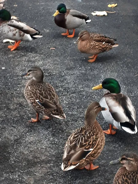 Canards Colverts Mâles Femelles Padiham Dans Lancashire Près Rivière Calder — Photo