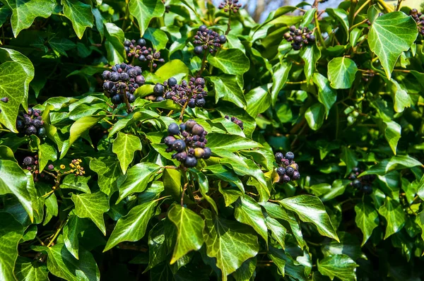 Ivy Væggen Ved Whalley Abbey Ribble Valley Lancashire Bredden Floden - Stock-foto