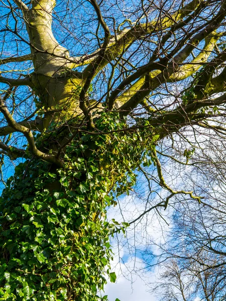 Ivy Prawie Zadławiła Drzewo Pobliżu Parku Burnley Północy Anglii — Zdjęcie stockowe