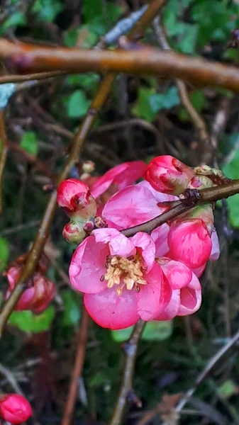 One Early Flowers Spring Northern England Blossom Japanese Chaenomeles Quince — Stock Photo, Image