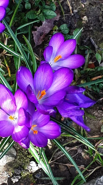 Une Des Premières Fleurs Printemps Dans Nord Angleterre Est Violet — Photo