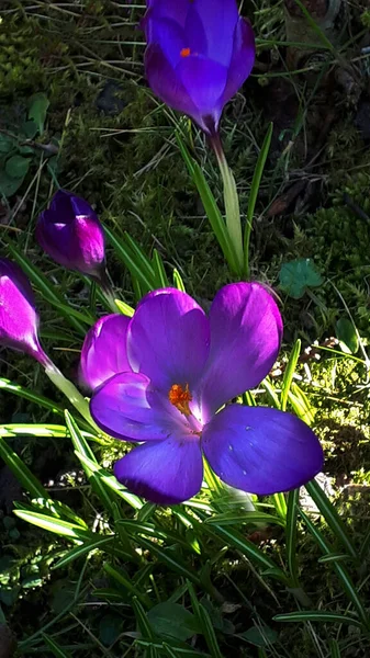 Jeden Pierwszych Kwiatów Wiosny Północnej Anglii Jest Purpurowy Crocus Ale — Zdjęcie stockowe