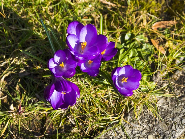 Une Des Premières Fleurs Printemps Dans Nord Angleterre Est Violet — Photo