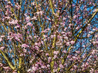 Lancashire 'ın Burnley kasabasında Kiraz Çiçeği