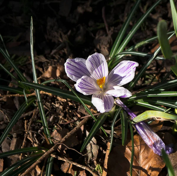 Das Erste Zeichen Des Frühlings Krokusse Wachsen Einem Öffentlichen Park — Stockfoto