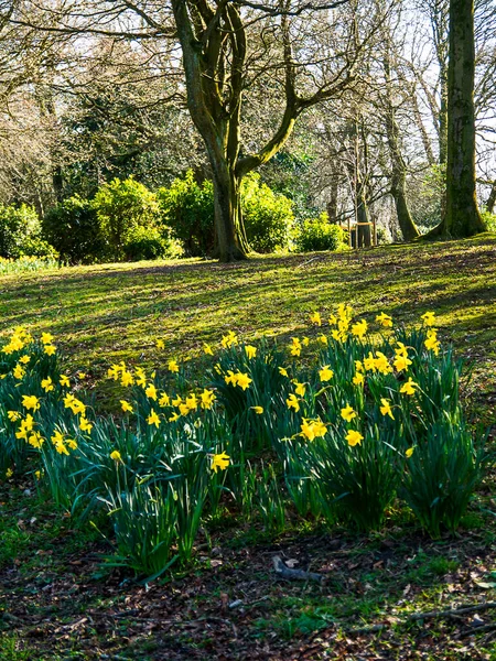 Żonkile Złotymi Trąbkami Zwiastują Nową Wiosnę Parkach Ogrodach Burnley Lancashire — Zdjęcie stockowe