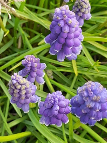 Muscari Veya Üzüm Hyacinth Bahardaki Üzüm Demetlerini Andıran Yoğun Yaygın — Stok fotoğraf