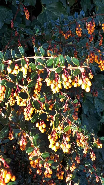 Mahonia Japonica Pinnate Uroczy Wiecznie Zielony Krzew Kłujące Święte Jak — Zdjęcie stockowe