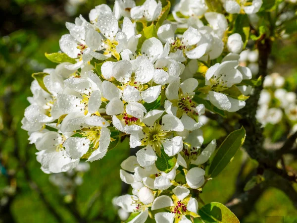 Цветение Груши Саду Севере Англии Живые Пчелы Опыляют Готовые Фруктам — стоковое фото