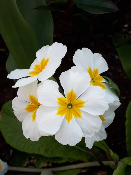 Primula Vulgaris Gatunek Rośliny Rodziny Pierwiosnkowatych Primulaceae Pochodzący Europy Zachodniej — Zdjęcie stockowe