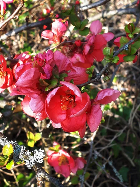 Один Ранних Цветов Весны Северной Англии Цветок Японского Шаномеля Айвы — стоковое фото
