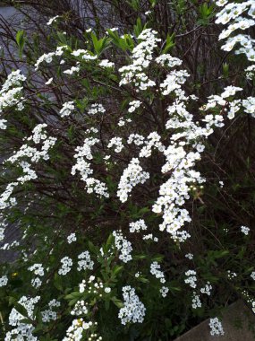 Bahar çiçekli bir sürü küçük beyaz çiçek - Spirea kantoniensis. Meadowsweet, Double White May veya May Bush olarak da bilinir.