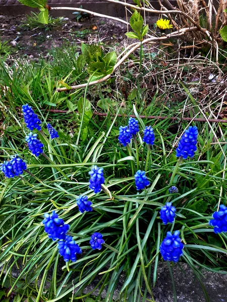 Muscari Jacinthe Raisin Produisent Des Épis Fleurs Denses Souvent Bleues — Photo