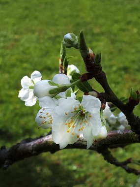 Erik çiçeği Kuzey İngiltere 'de ilkbaharın ilk çiçeklerinden biridir. Meşgul arılar ağustosta iyi bir erik mahsulü için onu tozlaştırıyor..