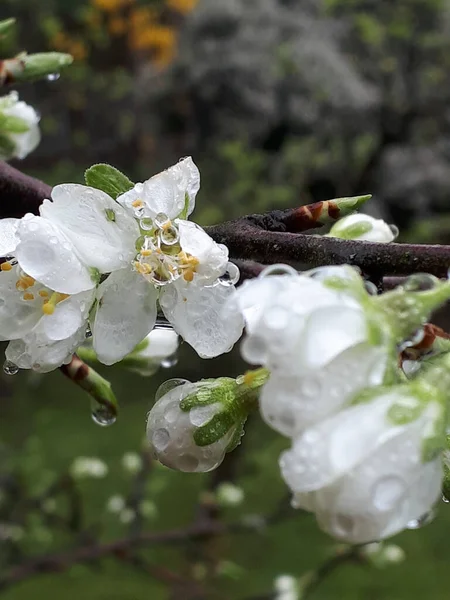 Слива Блоссом Является Одним Ранних Цветов Весны Северной Англии Занятые — стоковое фото
