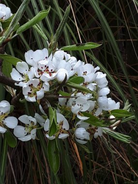 Armut Çiçeği, Kuzey İngiltere 'de ilkbaharın ilk çiçeklerinden biridir. Meşgul arılar, Eylül sonuna kadar iyi bir armut mahsulü bulmak için tomurcukları döllerler.. 