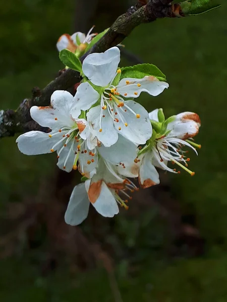 Plum Blossom Одна Перших Квіток Springtime Північній Англії Зайняті Бджоли — стокове фото