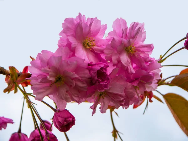 Çifte çiçekli kiraz ağacım şimdi tüm ihtişamıyla muhteşem görünüyor.