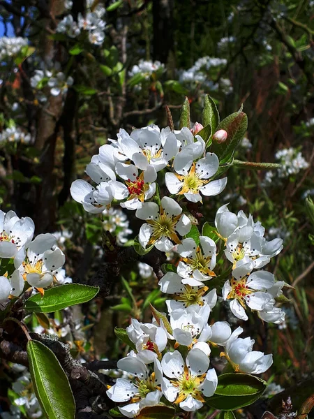 Pear Blomony 잉글랜드 북부의 바쁘게 벌들은 하순까지는 꽃가루받이가 열리도록 수분을 — 스톡 사진