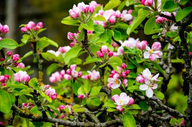 Apple blossom on a dwarf apple tree of the variety James Grieve, which is an early and tasty eating or cooking apple 