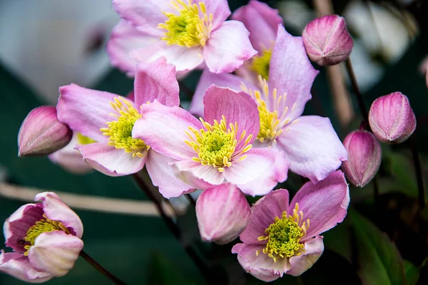 Beautiful Pink Four Petaled Clematis Montana Variety Rubens Vanilla Scented — Zdjęcie stockowe