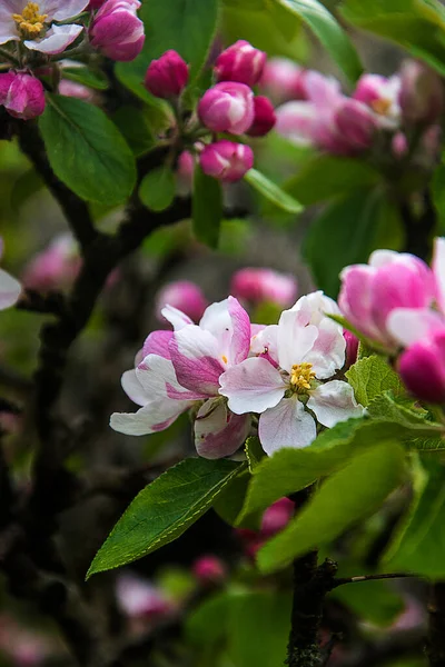 Apple Blossom Dwarf Apple Tree Variety James Grieve Which Early — Foto de Stock