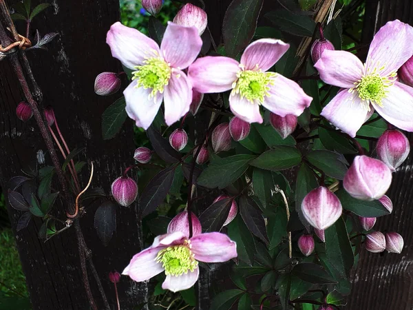 Beautiful Pink Four Petaled Clematis Montana Variety Rubens Vanilla Scented — Zdjęcie stockowe