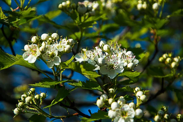 Hawthorn Blossom Sometimes Called May Tree Flowering Hawthorn Blossom Called — стоковое фото