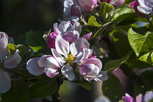 Apple Blossom Dwarf Apple Tree Variety James Grieve Which Early — Stock Photo, Image