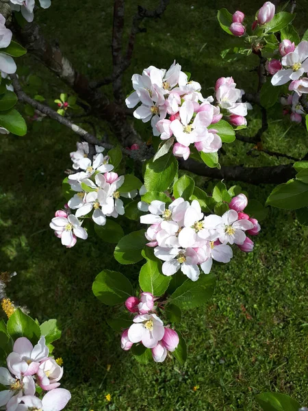 Apple Blossom Dwarf Apple Tree Variety James Grieve Which Early — Stock Photo, Image