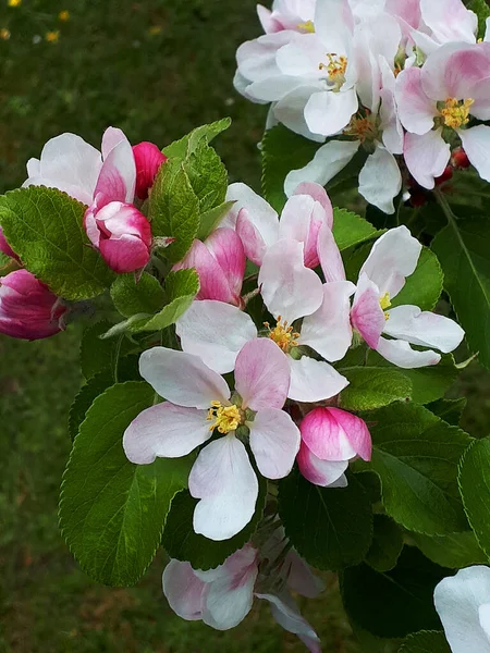 Apple Blossom Dwarf Apple Tree Variety James Grieve Which Early — Stock Photo, Image