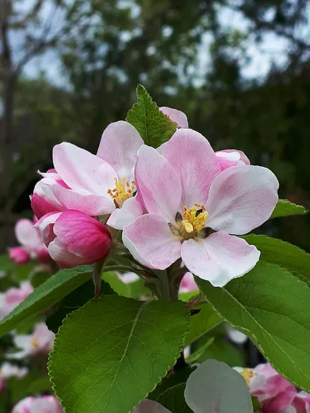 Apple Blossom Dwarf Apple Tree Variety James Grieve Which Early — Zdjęcie stockowe