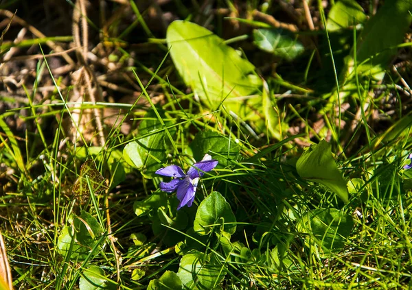 Lancashire Burnley 'deki bahçeme minik vahşi menekşeler ya da hanım evlatları geldi ve 40 yıldır burada ikinci kez bir orman türü olarak ortaya çıktılar. Mor bir parıltı onları fark etmemi sağladı.