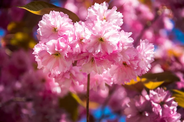 벚나무는 장식용 나무로서 분홍빛의 눈처럼 떨어진 꽃잎으로 뒤덮고 광경이다 — 스톡 사진