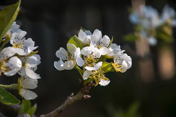 Pear Blomony 잉글랜드 북부의 바쁘게 벌들은 하순까지는 꽃가루받이가 열리도록 수분을 — 스톡 사진