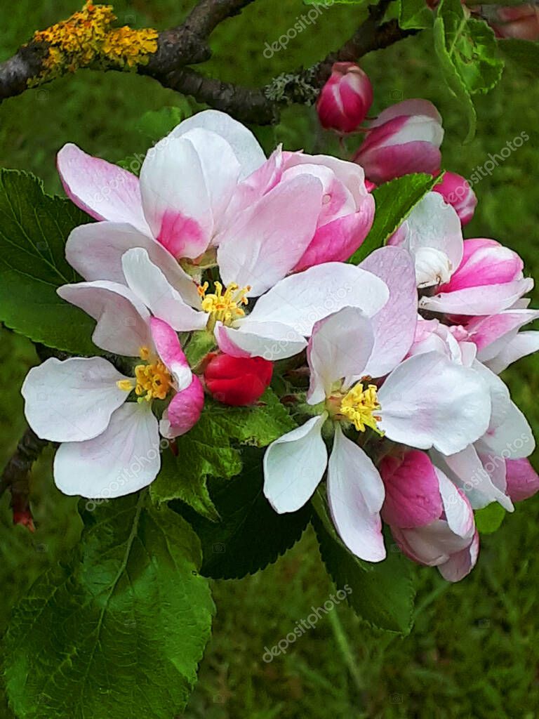Flor de manzana en un manzano enano de la variedad James Grieve, que es