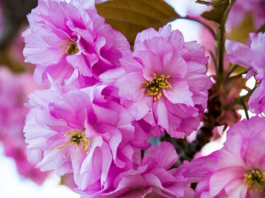  Çifte çiçek açan kiraz ağacı, yere düşen yapraklarla süslenmiş muhteşem bir manzaradır. Çiçek açarken düşen bir kar tanesi gibi.