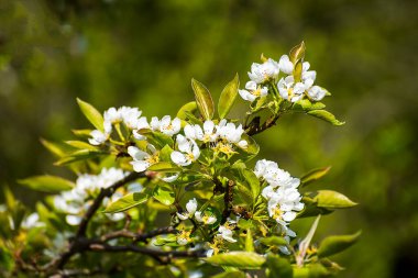 Armut Çiçeği, Kuzey İngiltere 'de ilkbaharın ilk çiçeklerinden biridir. Meşgul arılar, Eylül sonuna kadar iyi bir armut mahsulü bulmak için tomurcukları döllerler.. 