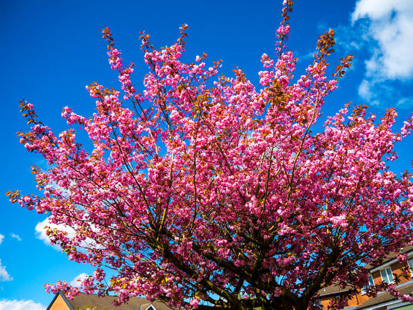  The double blossom cherry tree is an ornamental tree that is a magnificent sight that covers the ground with fallen petals like a snowfall of pink when flowering is over