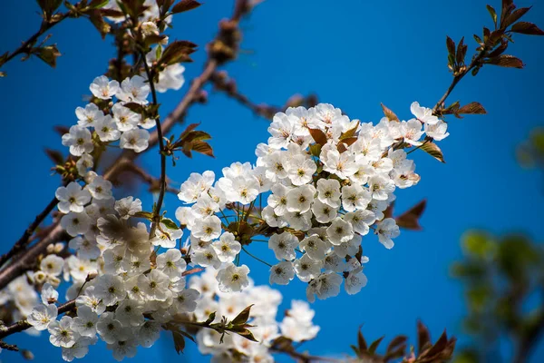 Білий Цвіт Японському Вишневому Дереві Дерево Виробляє Вишні Але Вони — стокове фото