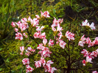 Azaleas, Rododendron cinsine aittir ve Heath ailesinin (Ericaceae) üyeleridir. Parlak ve uzun ömürlü çiçekleri için sevilen açelya çalıları bahar bahçesinde göz kamaştırıcı bir açıklama yapar.. 