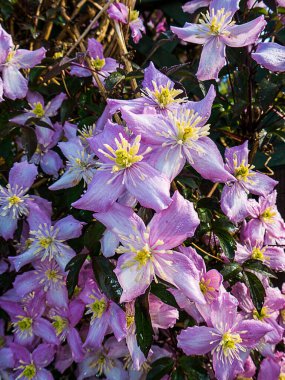Vanilya kokulu, Clematis Montana 'Rubens', pastel pembe çiçekler, 5 cm çapraz. Güzel pembe dört taç yapraklı Rubens 'li Clematis Montana. Vanilya kokulu, bol çiçekli bir tırmanma bitkisidir. İnsanların durup hayran kalmasına neden olur.