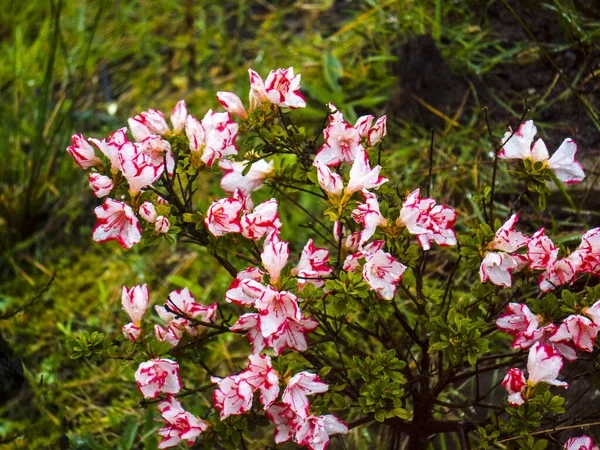 Azaleas Belong Rhododendron Genus Members Heath Family Ericaceae Beloved Delightfully — Foto de Stock