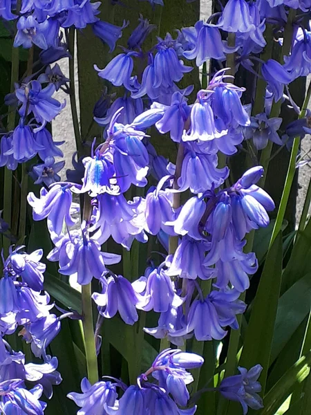 Bluebells Burnley Garden Nodding Blue Flowers Always Welcome Sight Showing — Stok fotoğraf