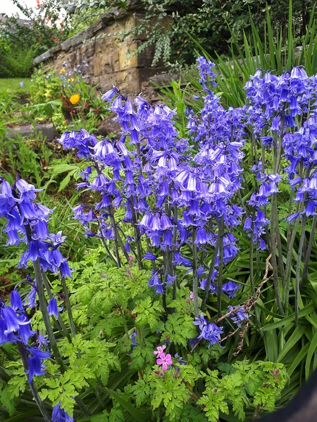 Bluebells Burnley Garden Nodding Blue Flowers Always Welcome Sight Showing — Stok fotoğraf