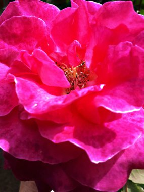 The cabbage rose is a hybrid rose that was first developed in the 17th century by Dutch rose breeders. It's size, fragrance and versatility have made this bloom a favorite in gardens and in flower arrangements.This is a showy flower inmy garden