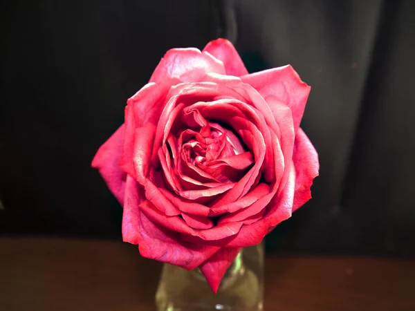 Роза Капусты Является Гибридной Розой Которая Впервые Разработана Xvii Веке — стоковое фото