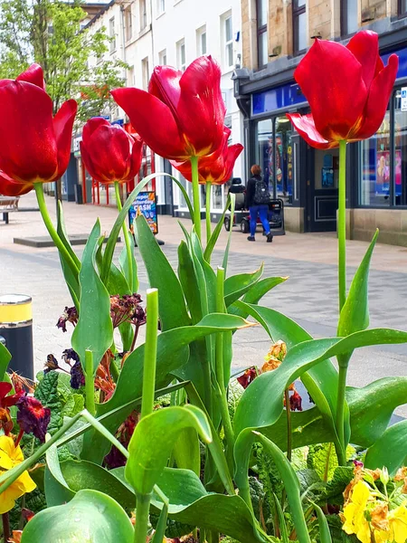 Burnley Council Fills Town Glorious Flowers Tubs All Shopping Centre — Stockfoto